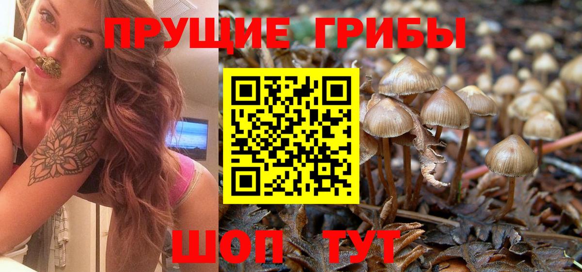 купить   Псилоцибиновые грибы Magic Shrooms  Вход с VPN  Пенза 